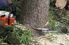 Leaf Removal in Havelock, NC